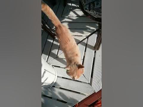 Котик питає:"-Ти в магазин за ковбаскою?То пішли проведу..." - YouTube