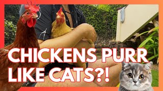 Did you know CHICKENS purr like CATS? You've gotta hear this!