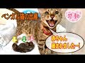 【閲覧注意】感動!ベンガル猫ベルの2度目の出産を一部始終レポート