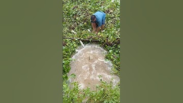 Bắt cá mùa nước lũ