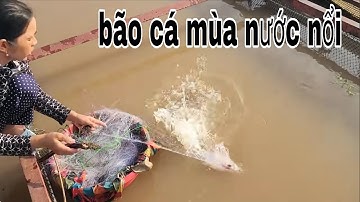 Giăng Lưới Cá Sông Tiền Mùa Nước Nổi , Mới Giăng Lưới Xong Đã Dính Cá # SĂN BẮT ĐỒNG THÁP #