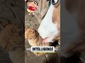 Horses Are Secret Cat Lovers  So Cute! #funny #blackpink