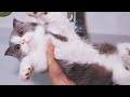The Best Of Kitten Coco | Funniest Cat Moments