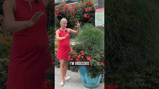 Surefire Red Cascading Begonia is a must-try from Proven Winners! #provenwinners #begonia #garden