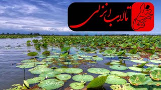 مستند تنهایی - صدای آب - تالاب انزلی - قسمت اول | Anzali Lagoon