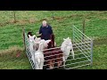 Alpaca Handling