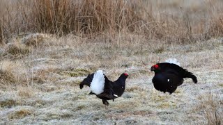 Black Grouse Lekking at Glen Finglas│Woodland Trust