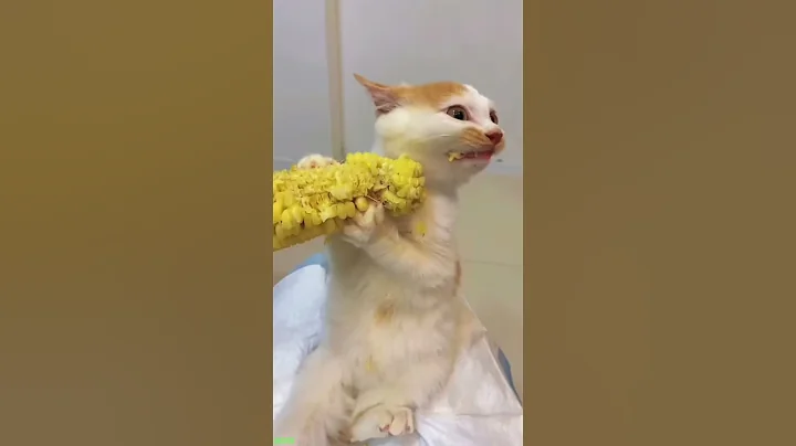 Video 11220151: long funny cat, funny dog cat talking, cat playing talking