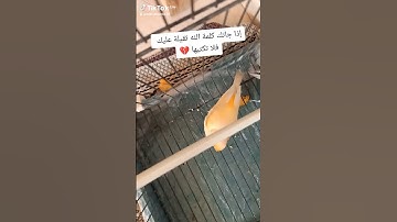 تلاوة عطرة تقشعر منها الأبدان راحة نفسية القرآن الكريم