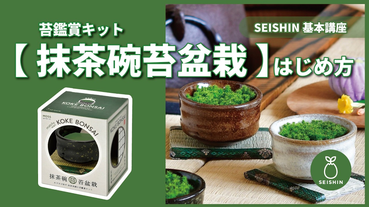 抹茶碗 苔盆栽 - 聖新陶芸株式会社｜栽培キットの企画・製造・販売