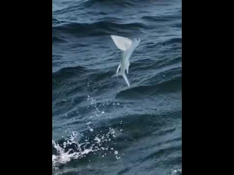 Летающая рыба - YouTube