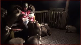 Monday Night - Part Two - Mobbed By Raccoons Again