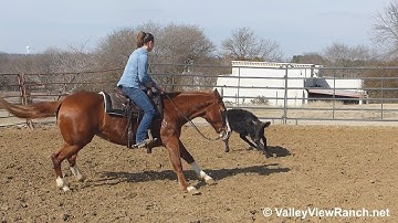 Flashdrive Kitty - working cows! - ValleyViewRanch.net