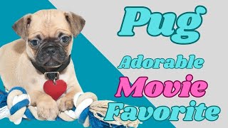 PUG......A HOLLYWOOD Star....Breed Profile #dogs #like #1000subscribers by PuppyNation 79 views 1 year ago 6 minutes, 46 seconds