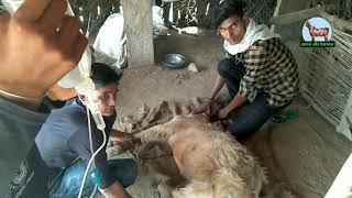 goat colic treatment बकरी के पेट दर्द/ तनाव का इलाज bakri ka ilaj aur dekhbhal
