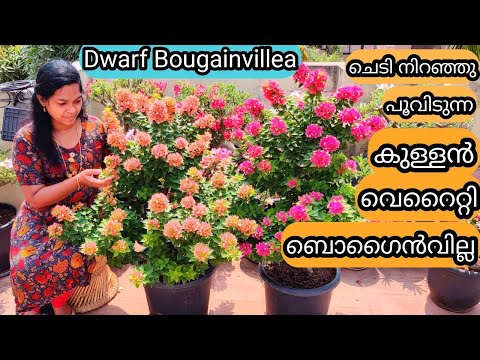 Video: What Is A Mini Bougainvillea – Growing Miniature Bougainvillea In The Garden