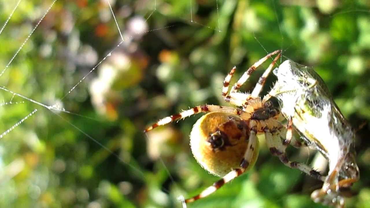 Im tödlichen Netz! - YouTube