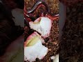 Hungry Millipedes #shorts #shortvideo #millipede #snailhunter