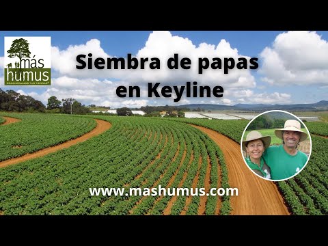 Diseño con Keyline o linea clave de una siembra de 40 ha de papas. www.mashumus.com