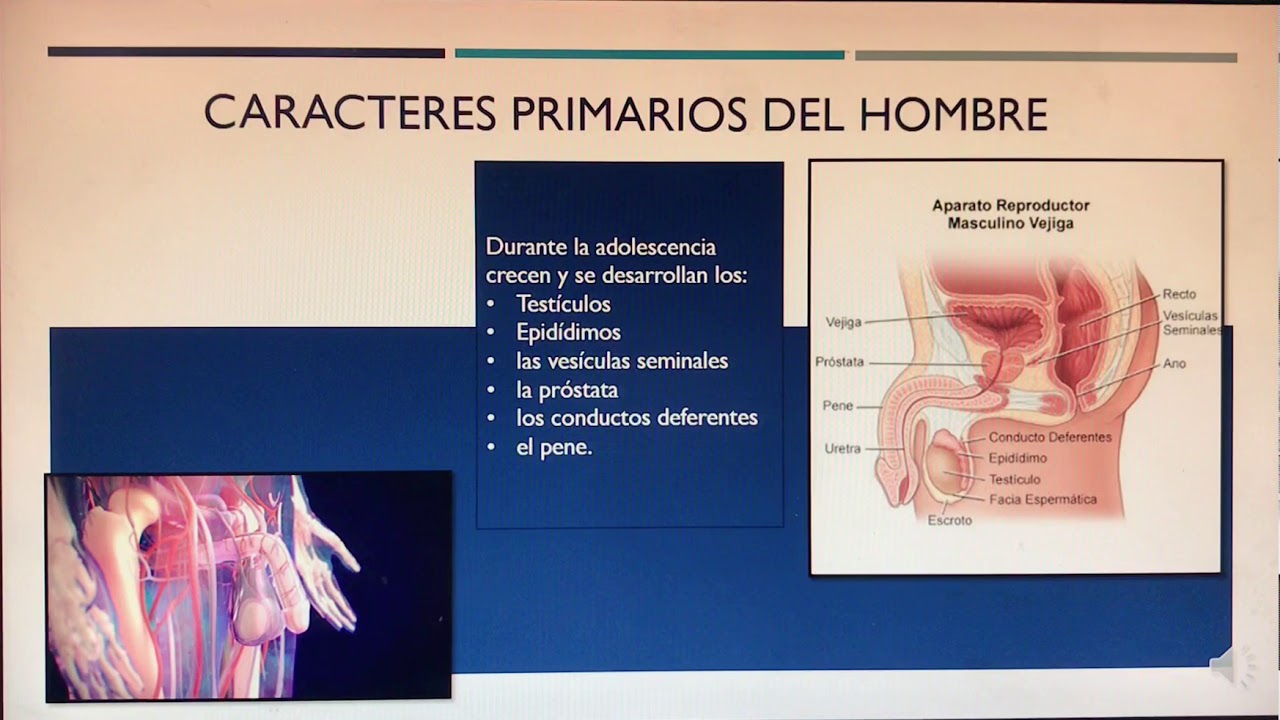 Desarrollo de los caracteres sexual primarios y secundarios