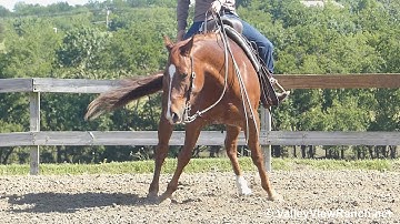 Rex Named Sioux - easy lead changes, big stops, spins! - ValleyViewRanch.net