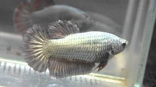 Paitune Betta DSC 001 GIANT RED COPPER HMPK FEMALE