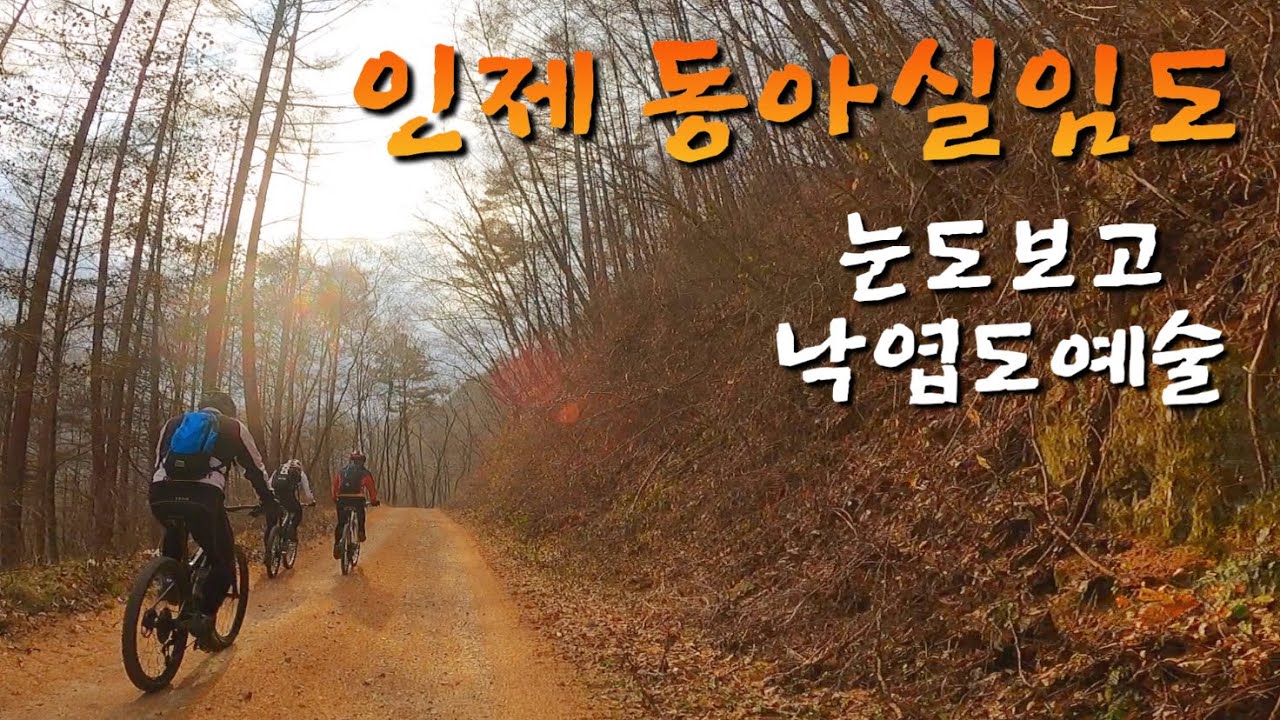 인제 동아실임도