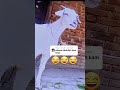 Bakra Funny For Abdullah Viral Video Trendingshorts Funnyvideo Bakraeidspecial Bakra Funny For Abdullah Viral Video Trendingshorts Funnyvideo Bakraeidspecial