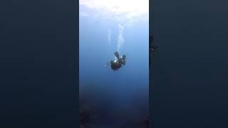 Curious Sea Snake Explores Diver's Fins Underwater