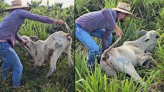 SALVANDO O BEZERRO MAIS FRACO DA FAZENDA