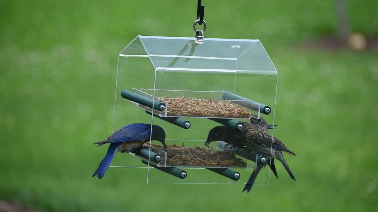 4528 Duncraft Bluebird Landing Twin Tray Feeder