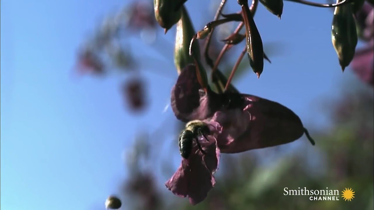 Seed Dispersal By Explosion