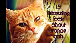 15 Facts About Orange Cats