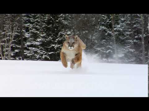 Mountain Lion Running In Winter Snow