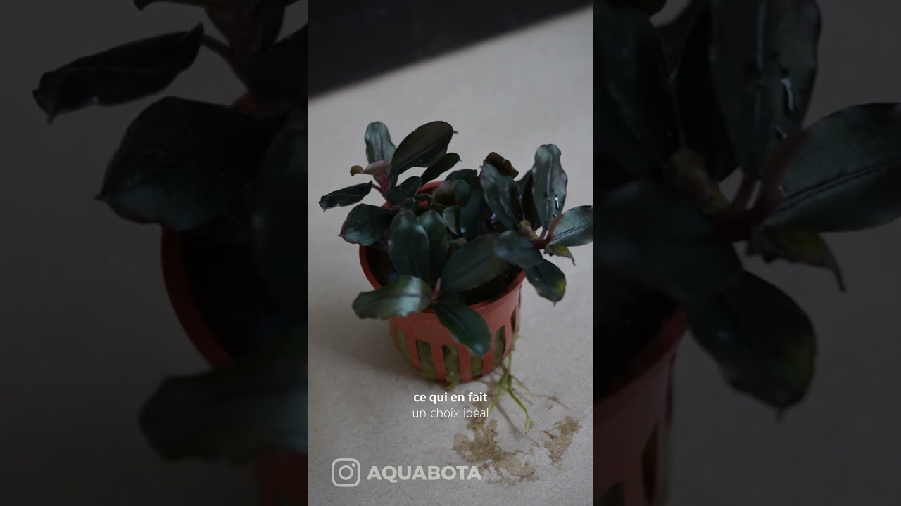BUCEPHALANDRA SORDIDULA BLUE 🔵🌱 #aquabota #aquascaping