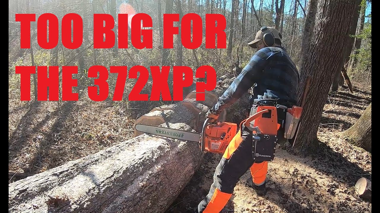 Husqvarna 550xp and 372xp cutting up a large oak tree - YouTube