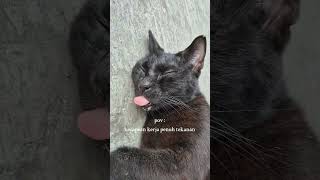 Download Lagu kasian #suscribeformore #cat #imut #cutebaby #kucinglucu #kucing #funny #kitten #anabul #meong MP3