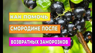 Как помочь смородине после возвратных заморозков?