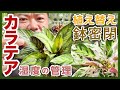 【観葉植物】葉模様が美しいカラテア 植え替えのコツと【鉢密閉】で湿度を高める