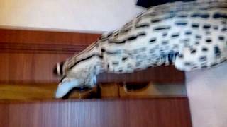 Питомник России Serval ( Сервал), Саванна Ф1. Москва Питомник России Serval ( Сервал), Саванна Ф1. Москва