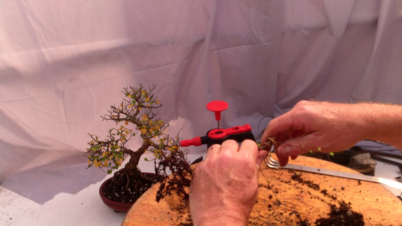 Chinese elm, prebonsai, Peter Adams Fast Trunk Method 2