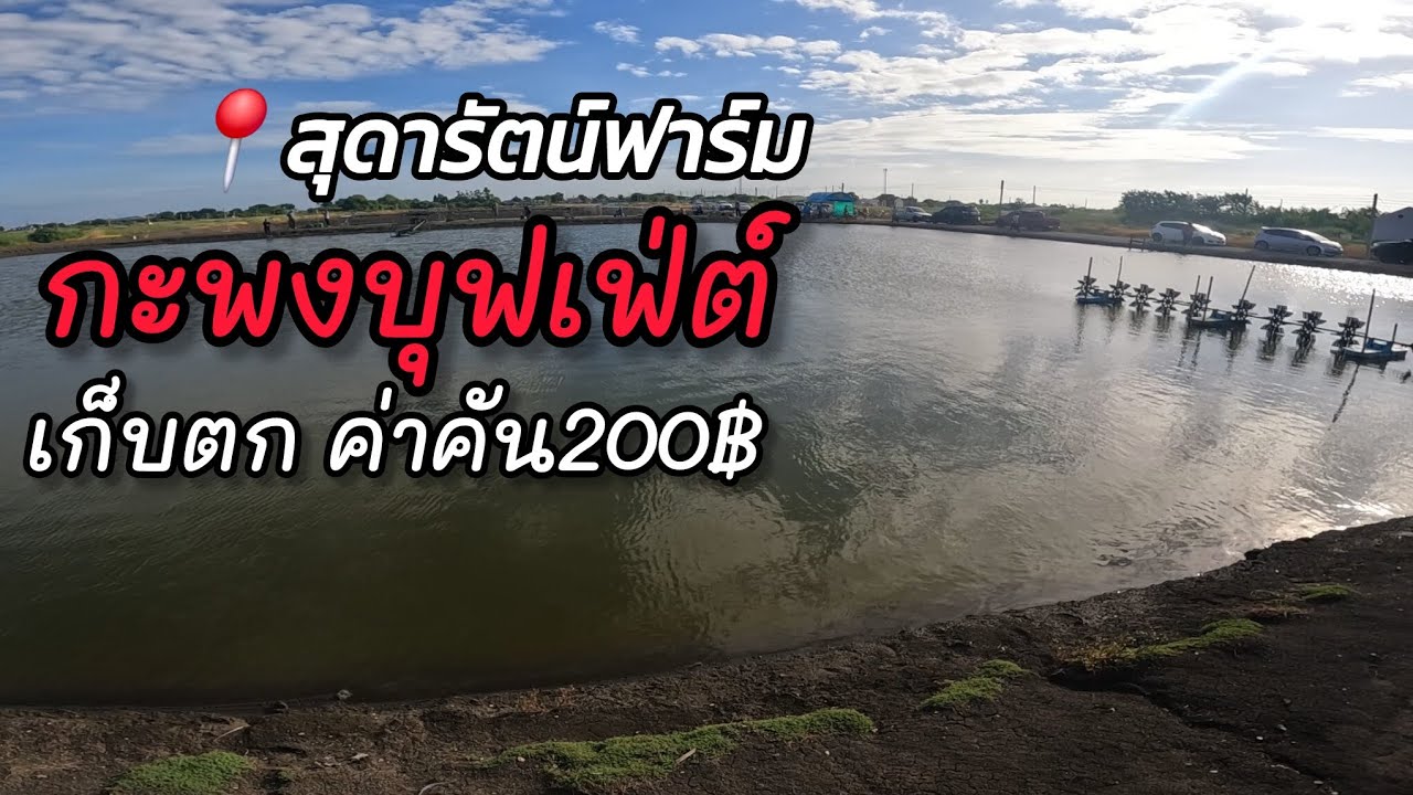 กะพงบุฟเฟ่ต์ เก็บตก ค่าคัน 200฿ | สุดารัตน์ฟาร์ม | 21/09/2025