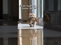 In this video, you can see a kitten and wide-leg pants, along with a really big fish. The video
