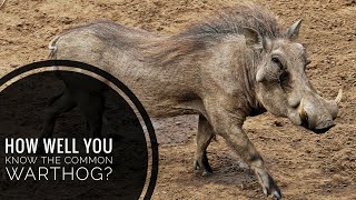 Common Warthog || Description, Characteristics and Facts!