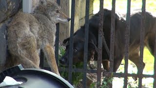 Here's exactly what to do if you encounter a coyote