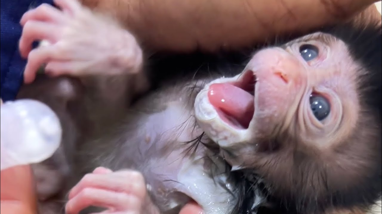 Baby monkey Cutie my love ❤️🐒#shortsvideo #shrots #monkeys #love #cute #youtubeshorts #youtube