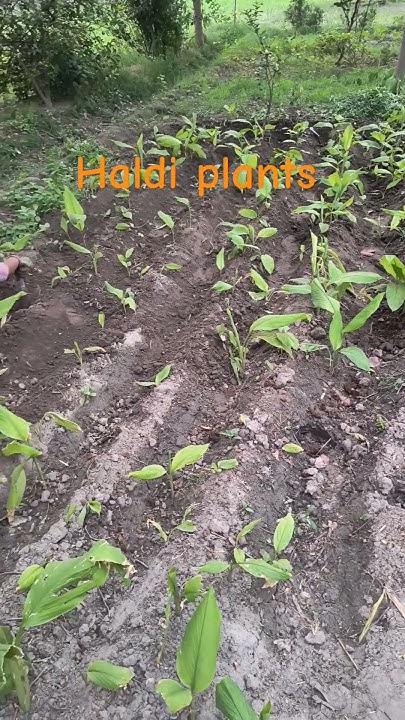 trendingshorts grow Haldi Plant YouTube trendingshorts-grow-haldi-plant-youtube