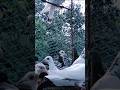 #pigeon