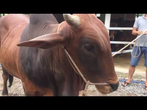 Video Bò đực giống Đức Hoà - Long An. Bò nọc Nguyễn Văn Út. - youtube