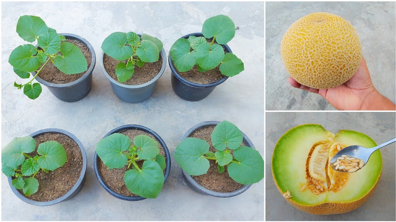 أفضل طريقة لزراعة الكنتالوب من بذور الكنتالوب اللي عندك في المنزل